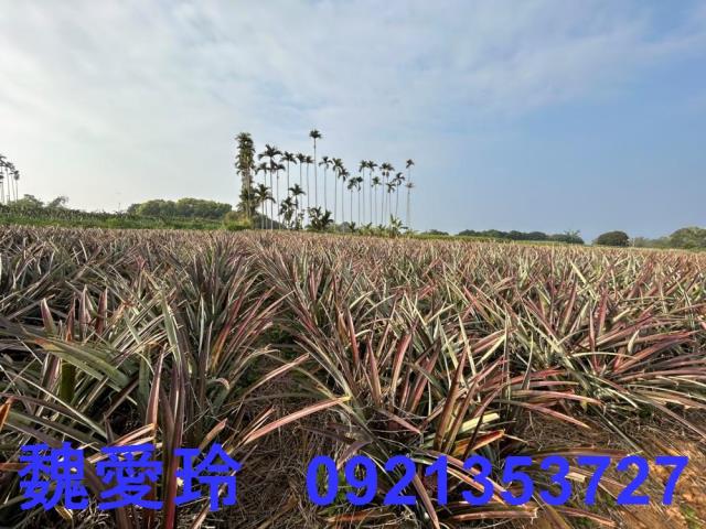 名間農地-9
