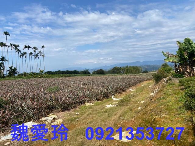 名間農地-5