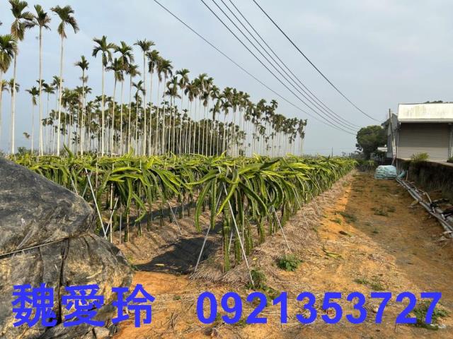 名間農地-7